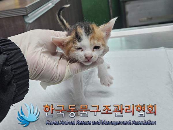 한국동물구조관리협회_441560202400205