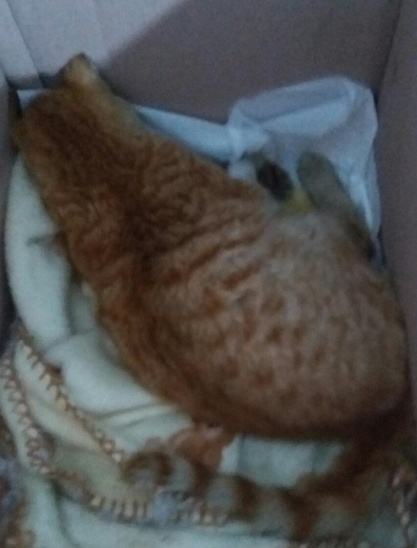 종료(자연사) 한국…