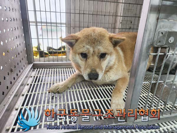 한국동물구조관리협회_441560202400207