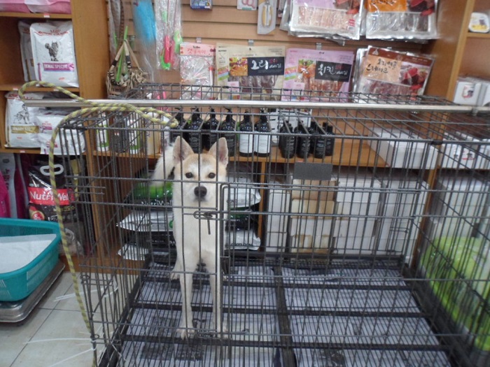강현림동물병원_411320202400109