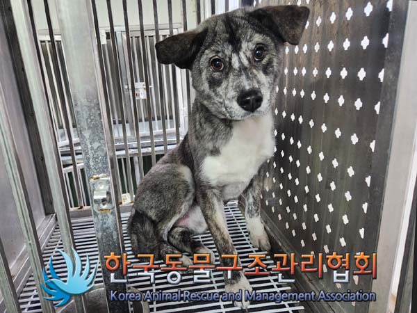 종료(반환) 믹스견…