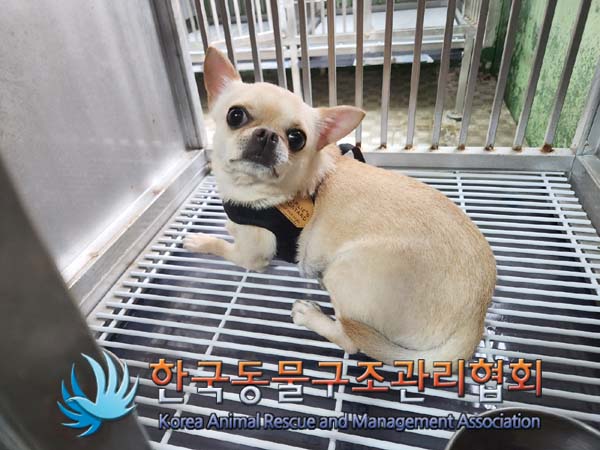 종료(반환) 치와와…