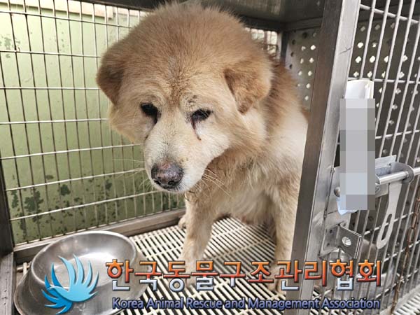 한국동물구조관리협회_441406202400332