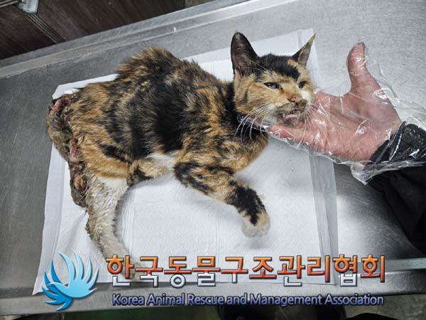 종료(자연사) 한국…
