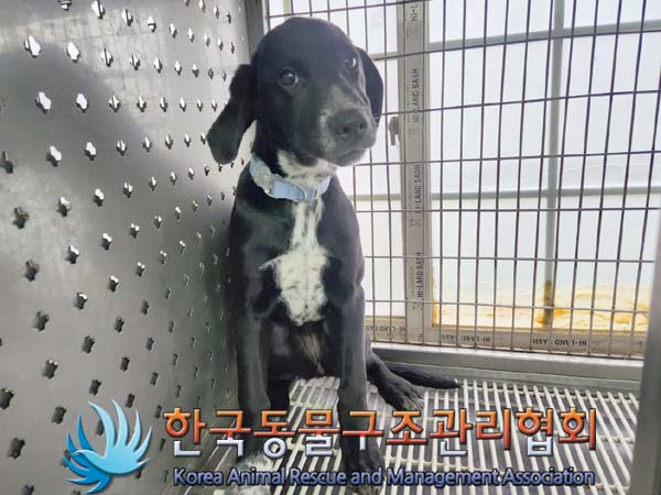 한국동물구조관리협회_411307202400058