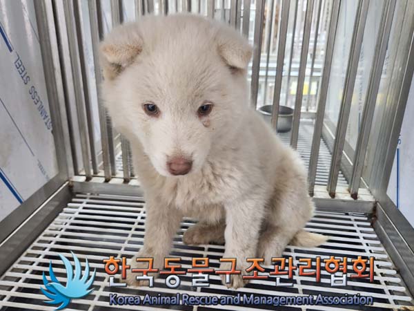 보호중 믹스견의 가…