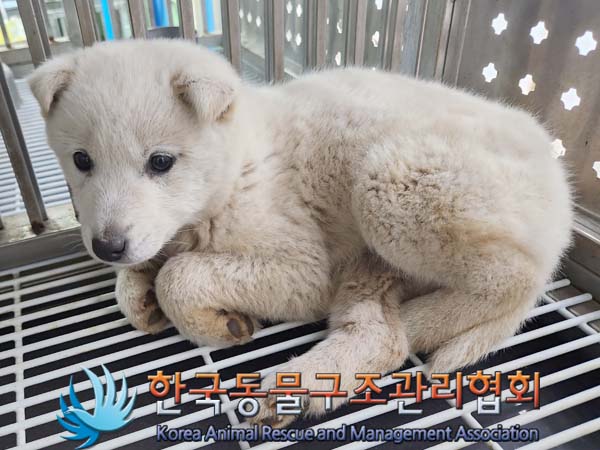 보호중 믹스견의 가…