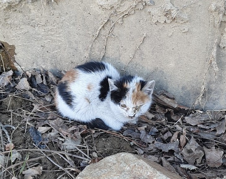 울산유기동물보호센터_431369202400066