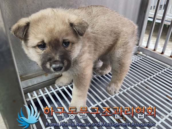 한국동물구조관리협회_411300202400035