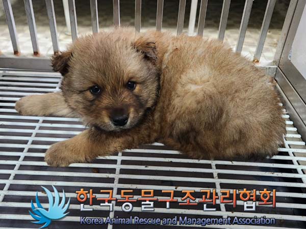 한국동물구조관리협회_411300202400036