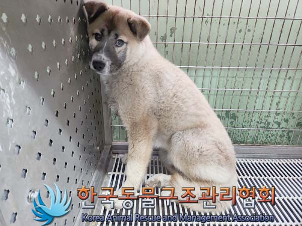 한국동물구조관리협회_441559202400134