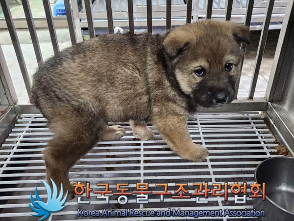 종료(안락사) 믹스…