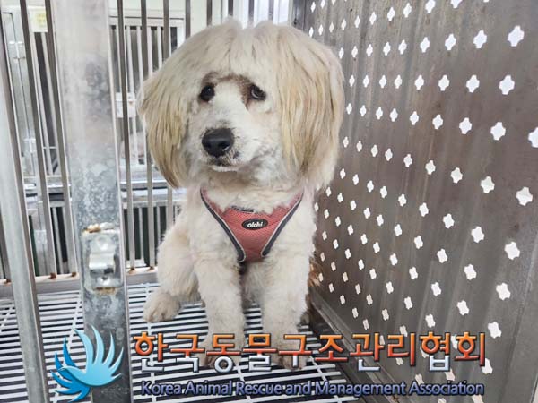 종료(반환) 믹스견…