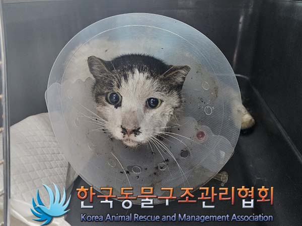 종료(입양) 한국 …