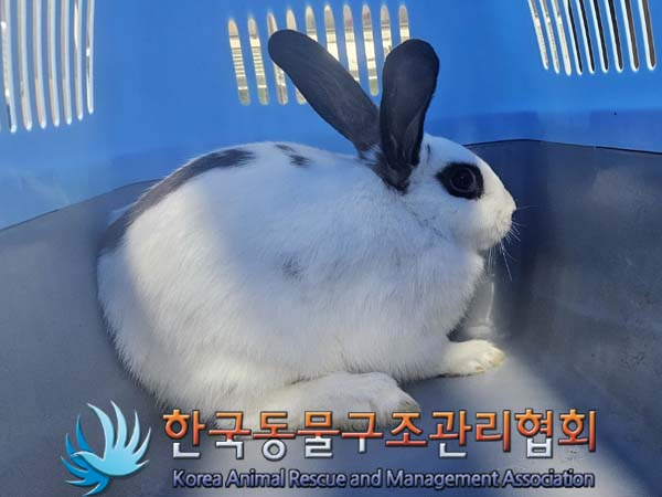 한국동물구조관리협회_411305202400064
