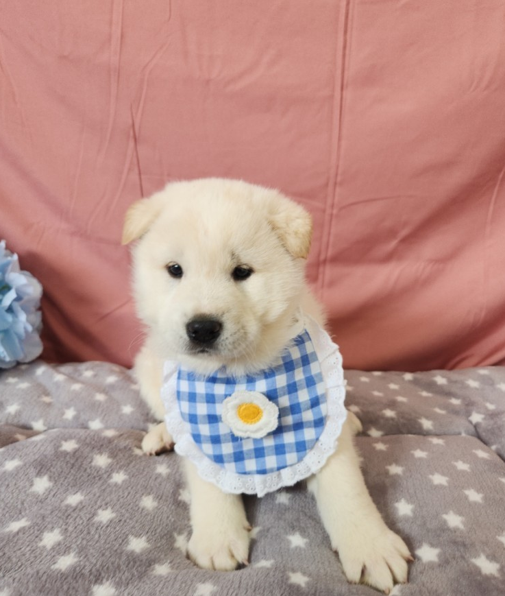 시흥동물누리보호센터_441401202400109