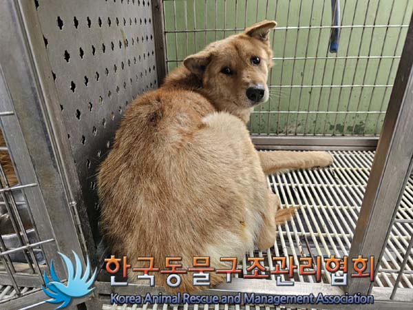 한국동물구조관리협회_411300202400033