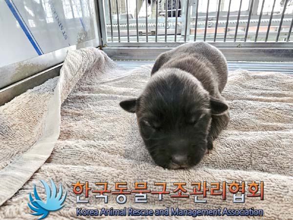 한국동물구조관리협회_441409202400301