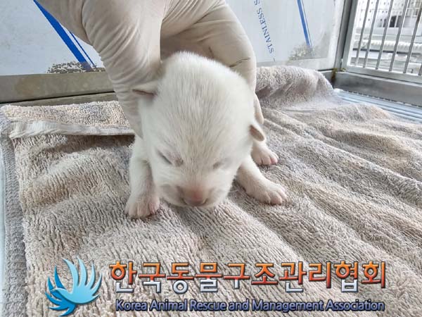 한국동물구조관리협회_441409202400302