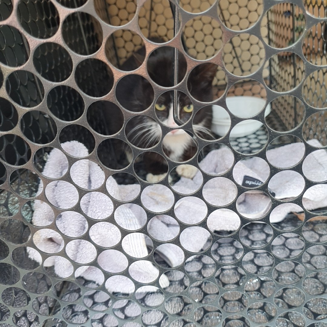 울산유기동물보호센터_431373202400152