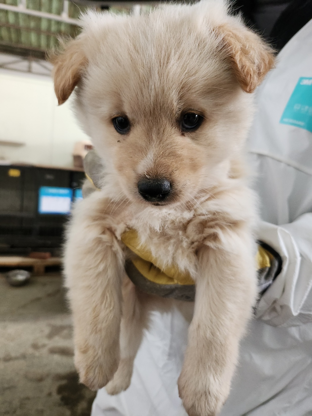 평택시유기동물보호소_441391202400321