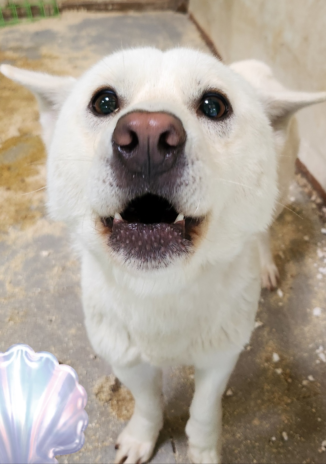 울산유기동물보호센터_431373202400156