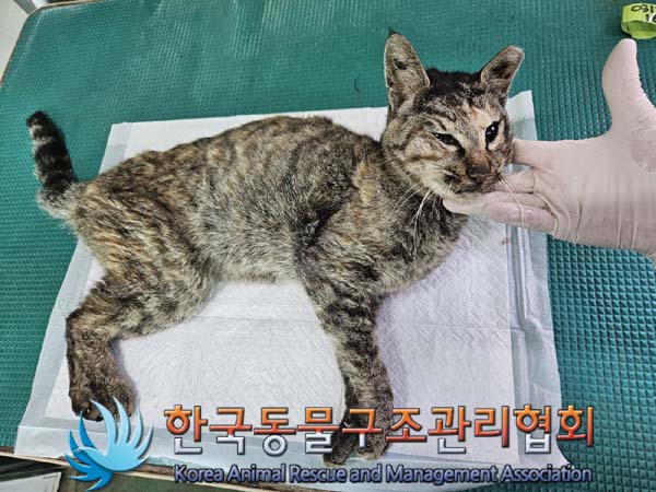 한국동물구조관리협회_441382202400153