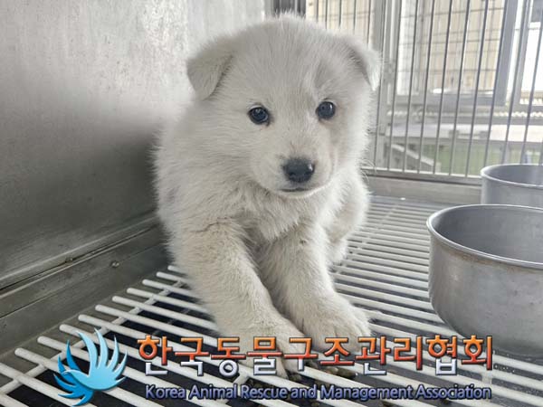 보호중 믹스견의 가…