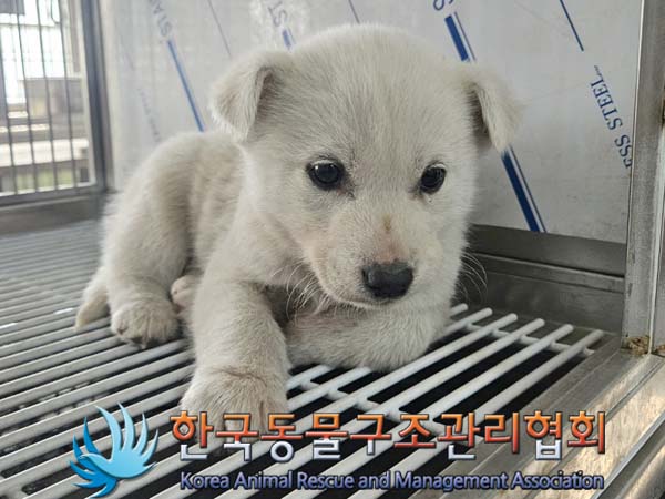 보호중 믹스견의 가…