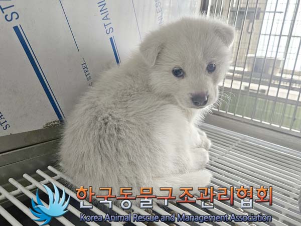한국동물구조관리협회_441560202400211