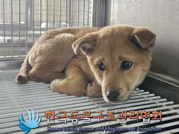 한국동물구조관리협회_441560202400213