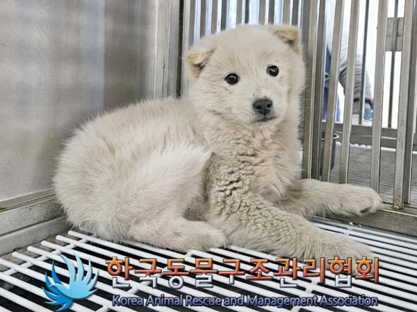 한국동물구조관리협회_441409202400306
