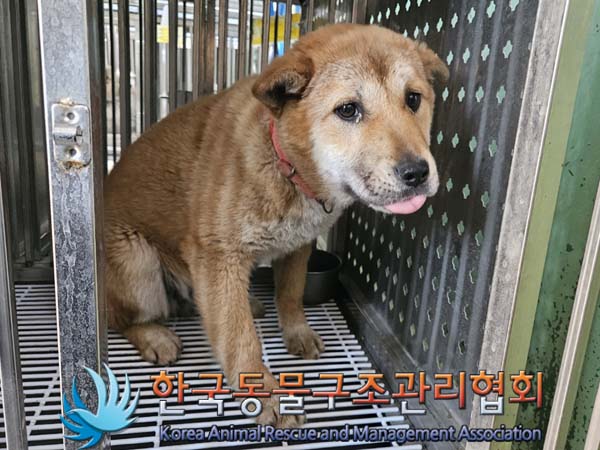 한국동물구조관리협회_441409202400307