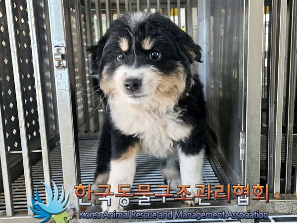 한국동물구조관리협회_441406202400339