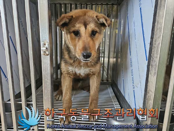 한국동물구조관리협회_441409202400308