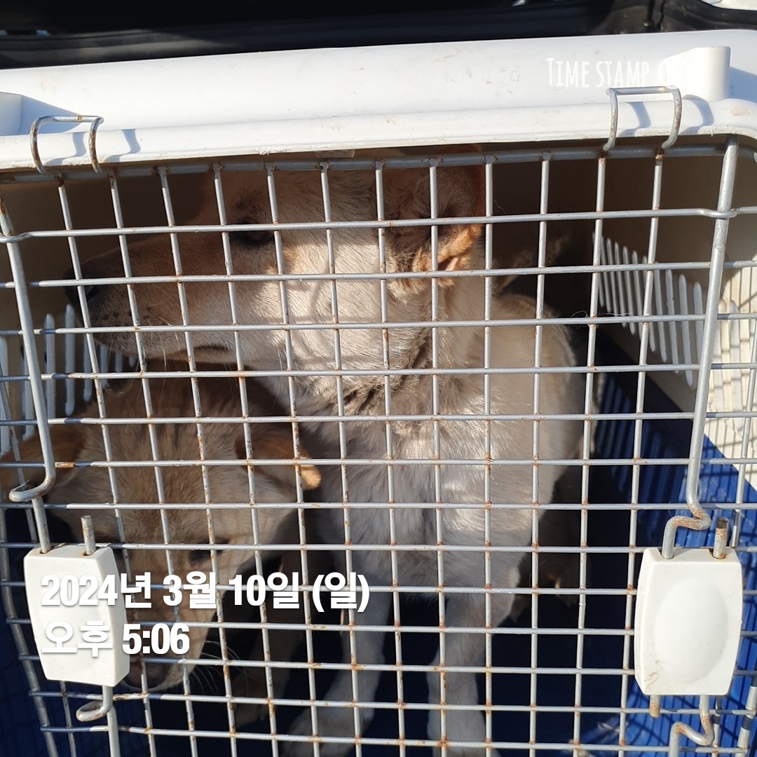 보호중 믹스견의 가…