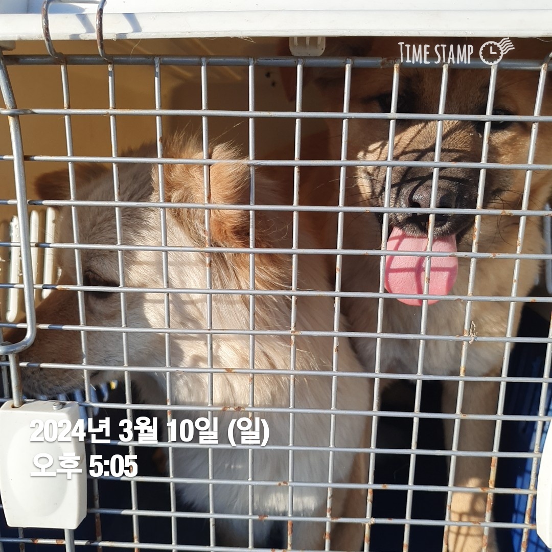 울산유기동물보호센터_431373202400158