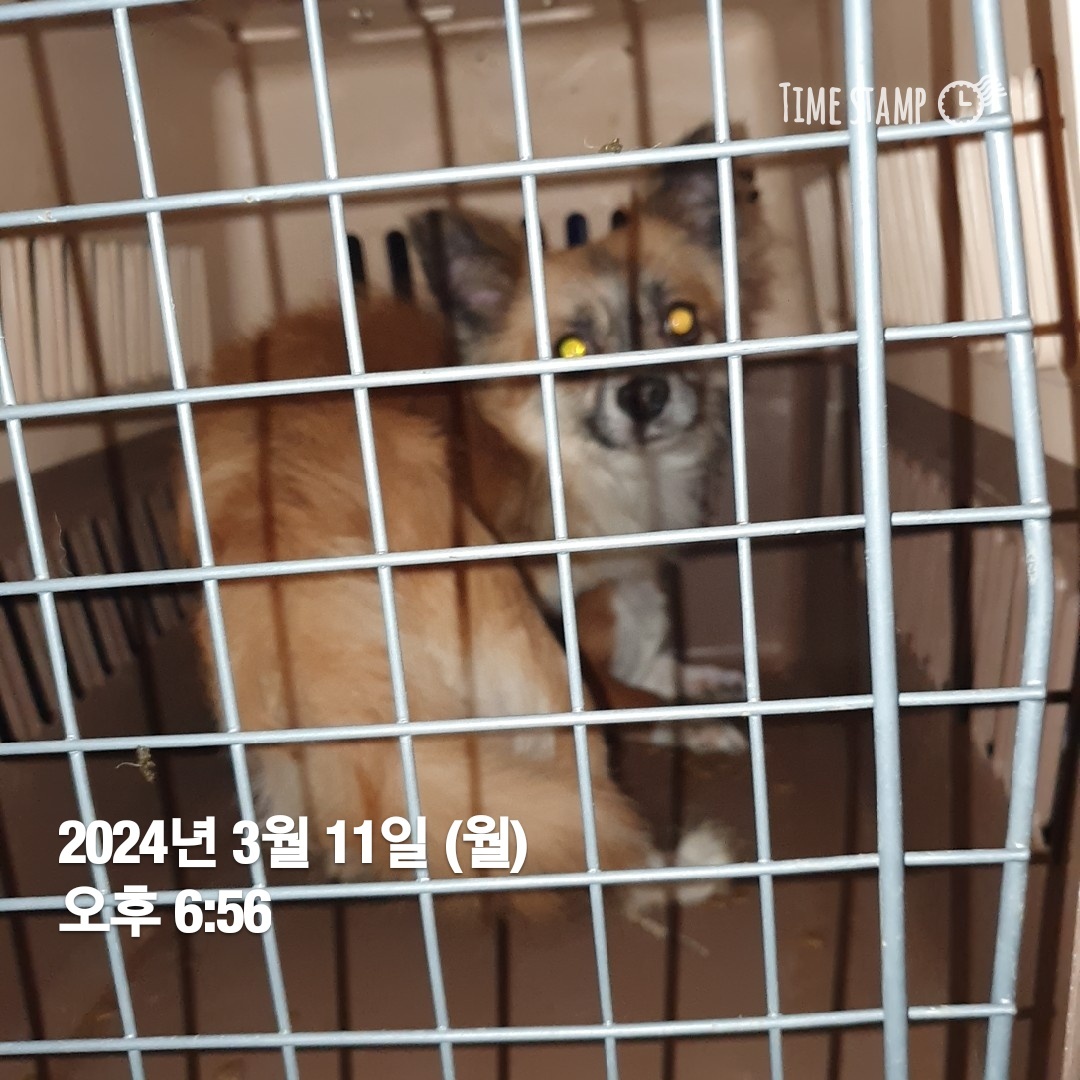 울산유기동물보호센터_431373202400161