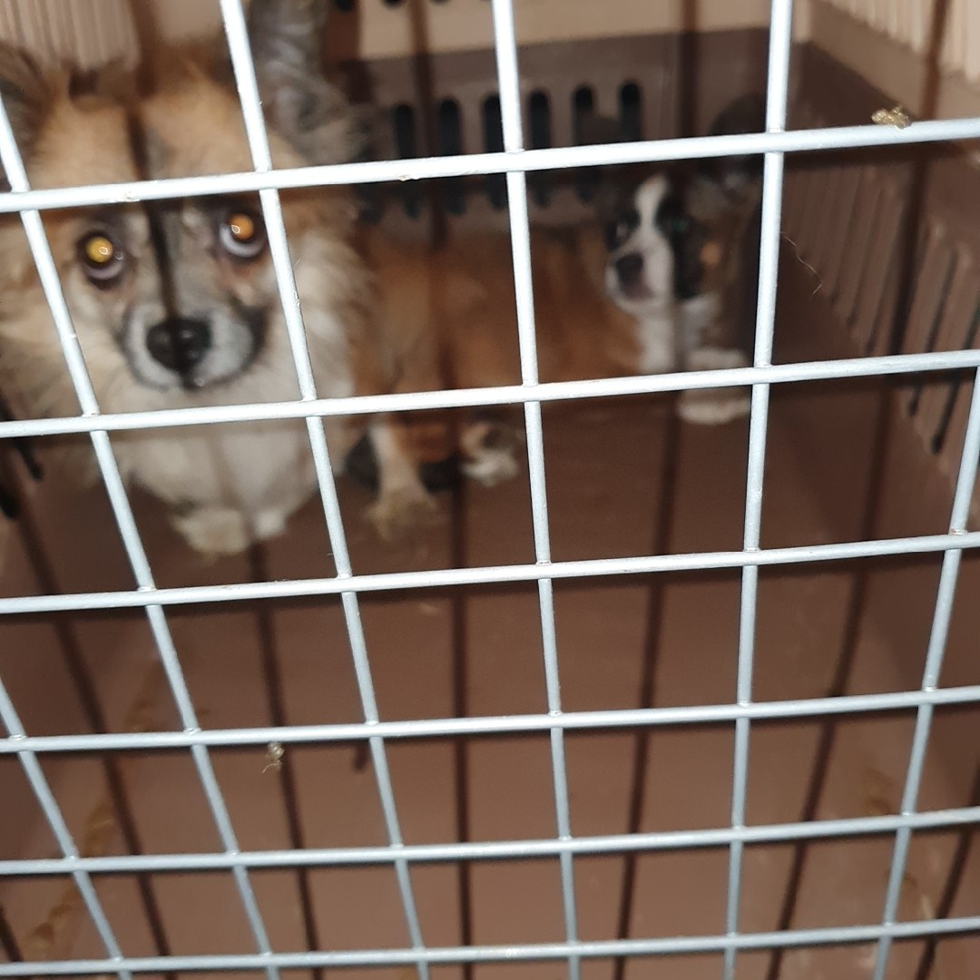 울산유기동물보호센터_431373202400162