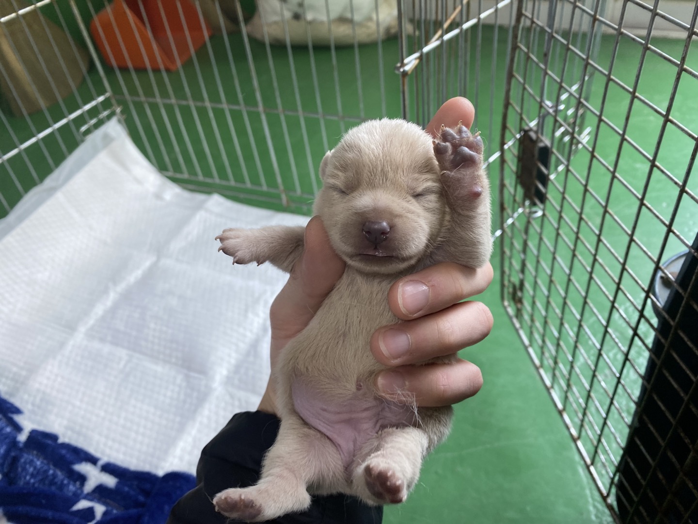 한국야생동물보호협회_441393202400329
