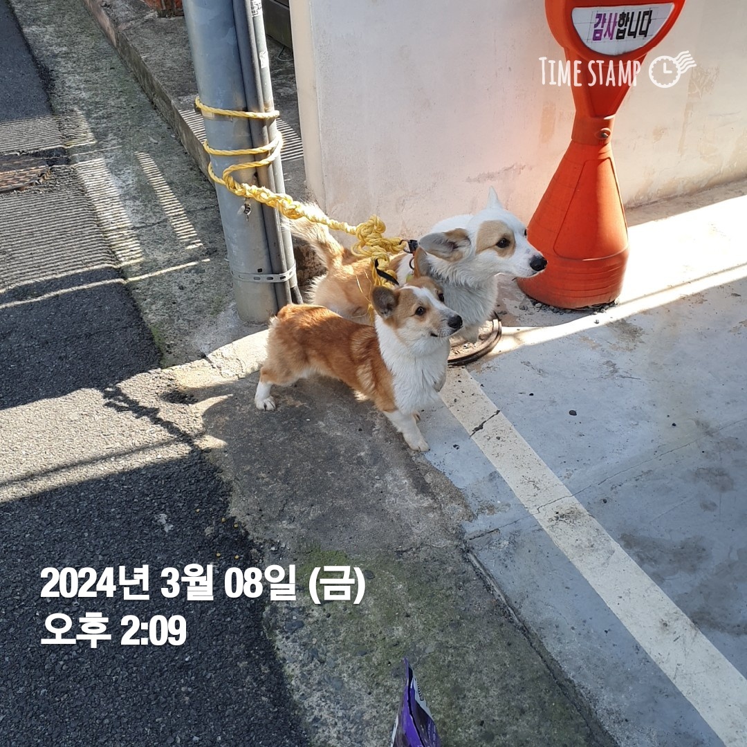 울산유기동물보호센터_431370202400074