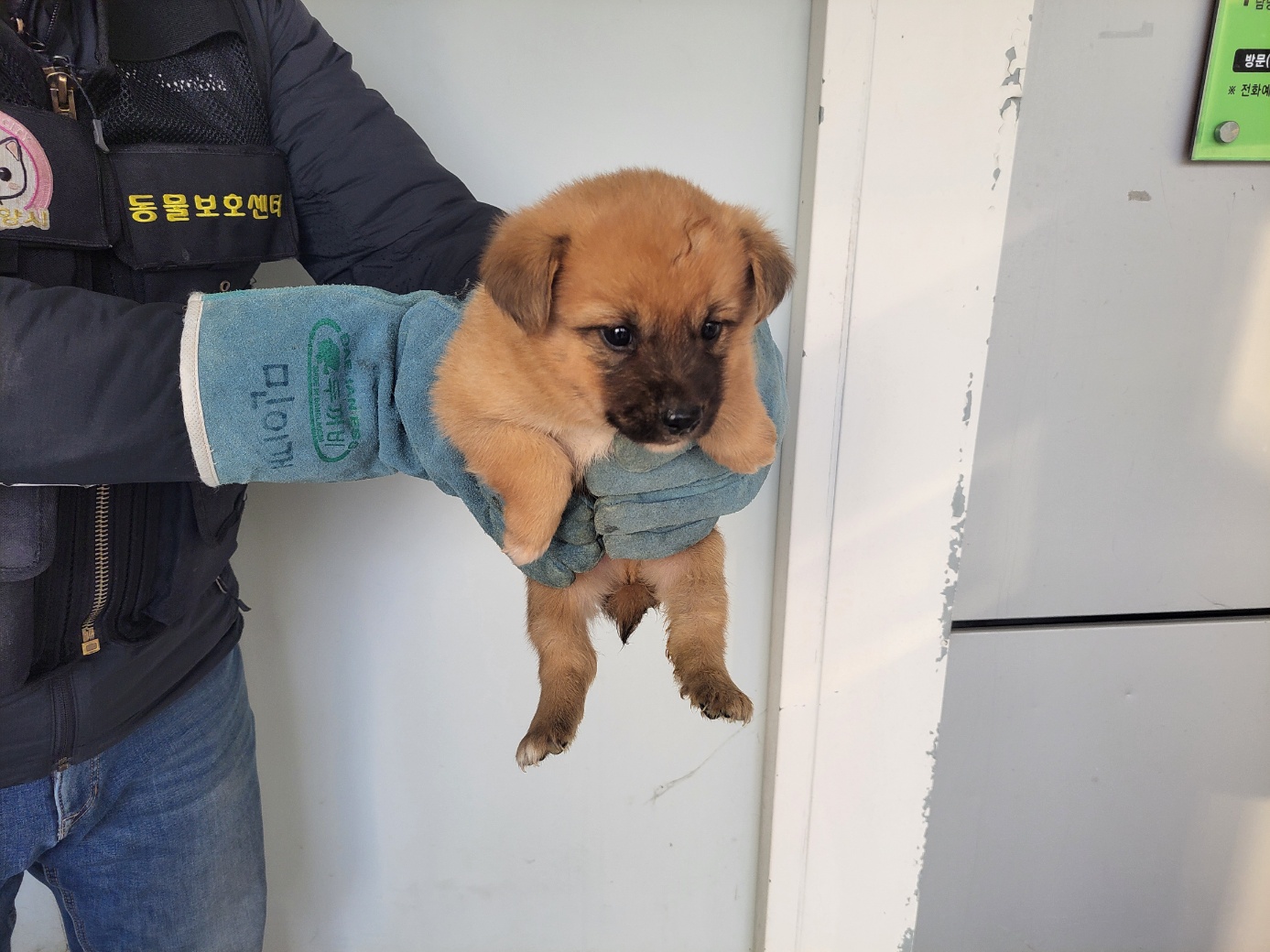 고양시동물보호센터_441394202400342
