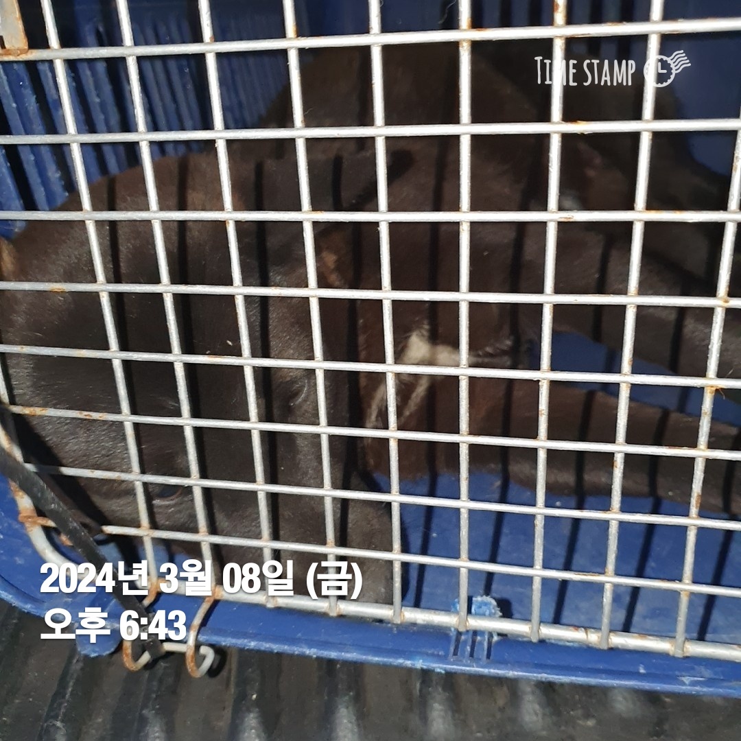 보호중 믹스견의 가…