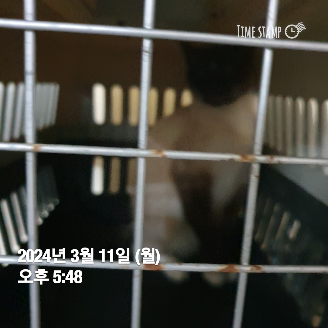 보호중 샴의 가족 …