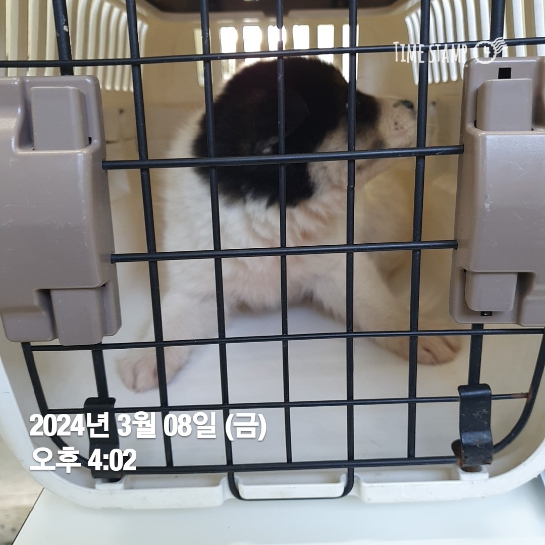 보호중 믹스견의 가…