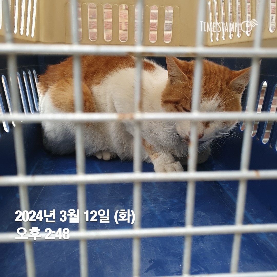 보호중 한국 고양이…