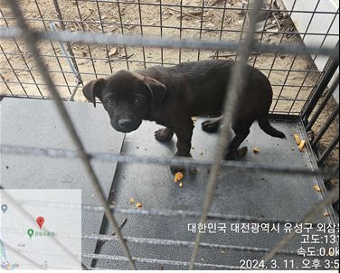 대전동물보호센터_430367202400123