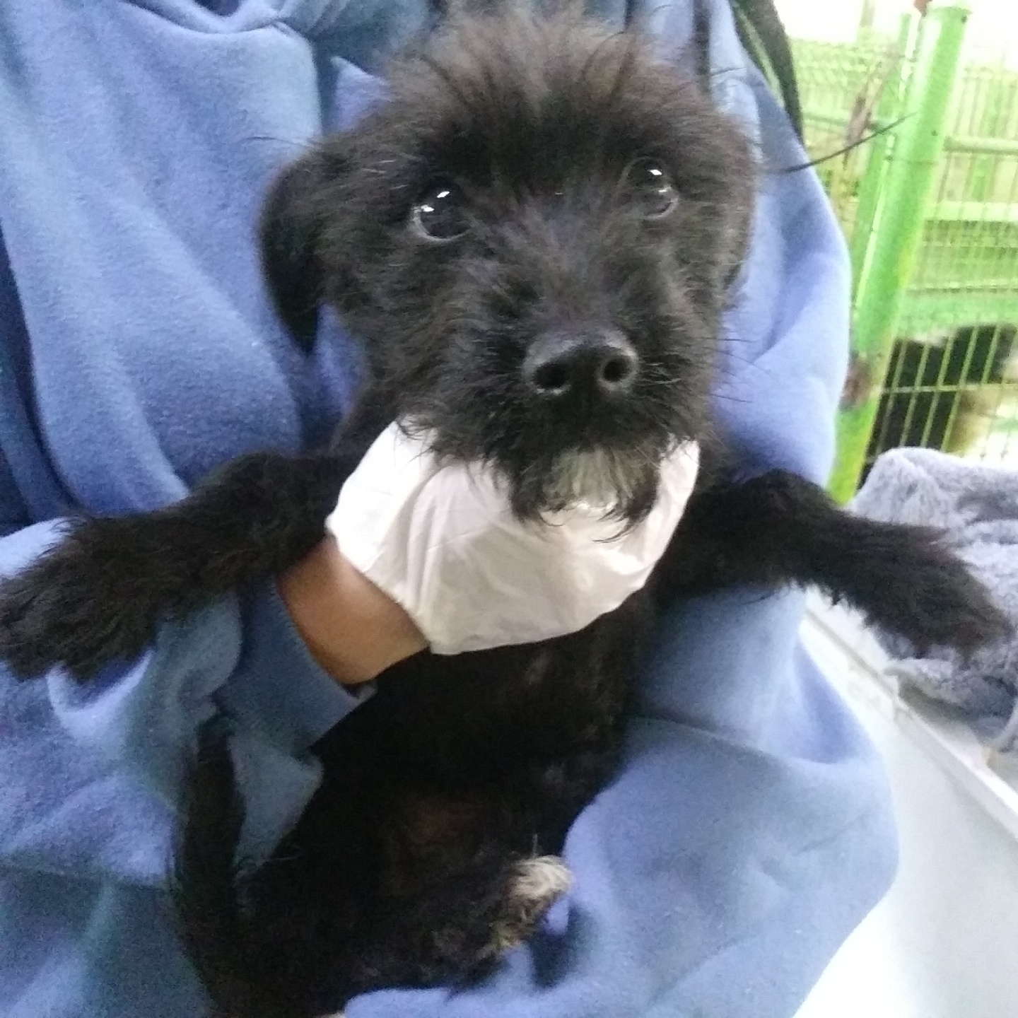 인천수의사회유기동물_428358202400047