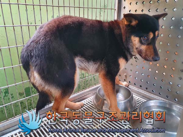 한국동물구조관리협회_441406202400346