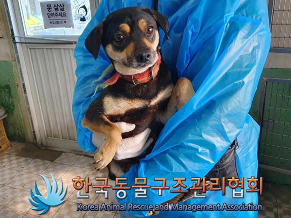 한국동물구조관리협회_441406202400347